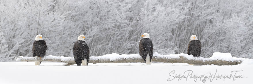 Flock of Eagles on a Snowy Log