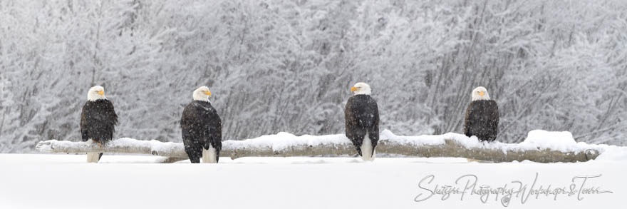 Flock of Eagles on a Snowy Log 20171127 120932
