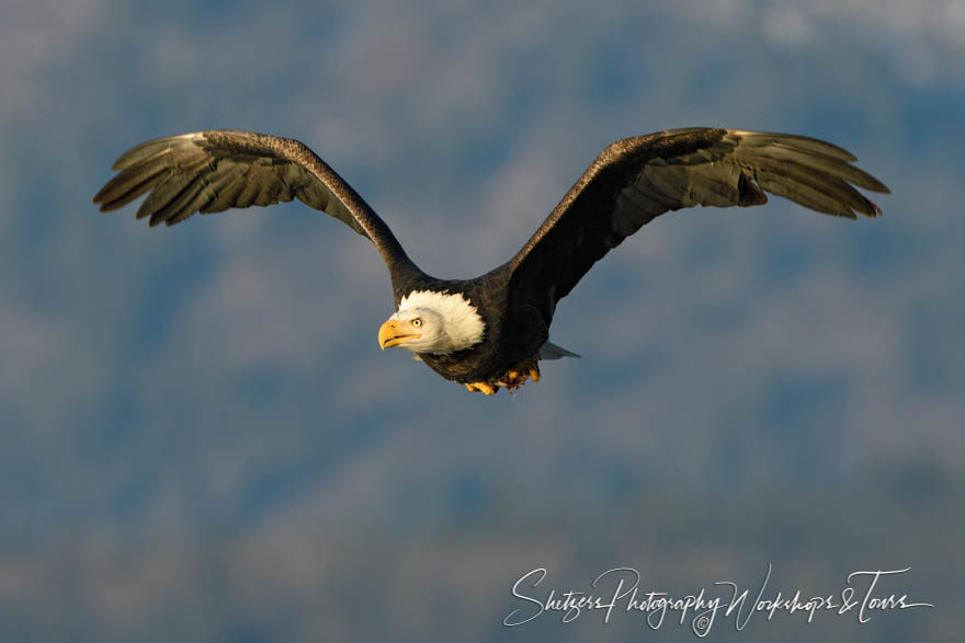 Flying Eagle Soaring in the Sky