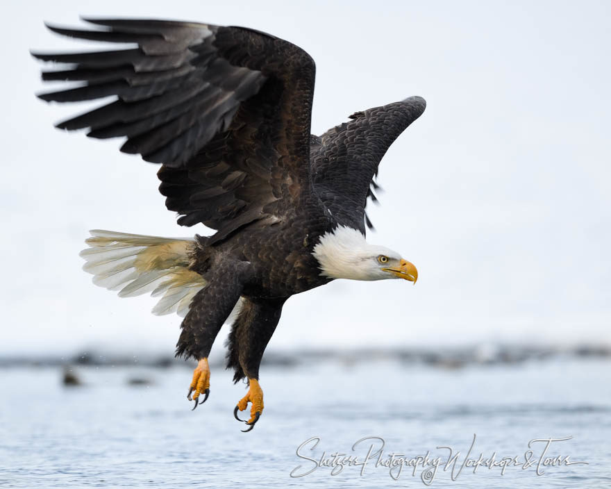 Flying Eagle on Approach to a Kill