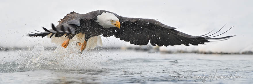 Flying Eagle wth Splashing Water