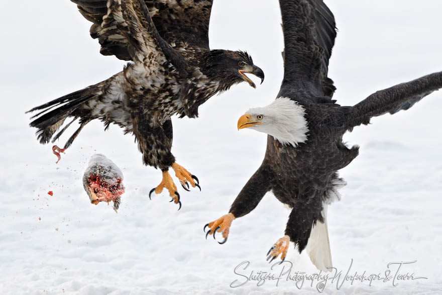 Flying Eagles and Flying Salmon