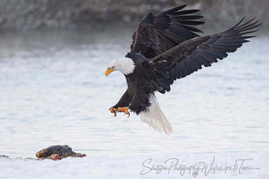 Hunting Eagle Spies Carrion