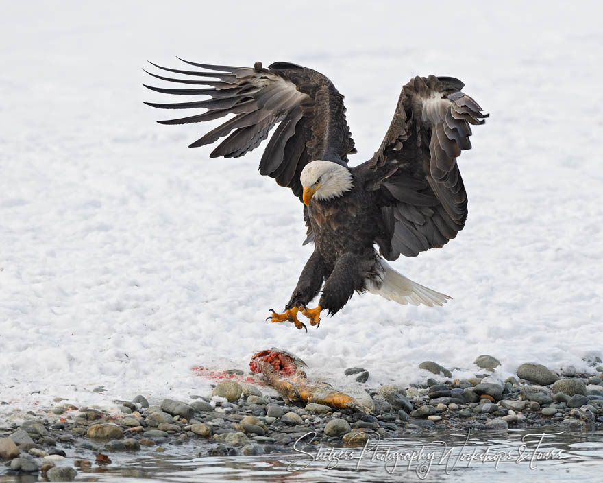 Hunting Eagle and Salmon Carcass