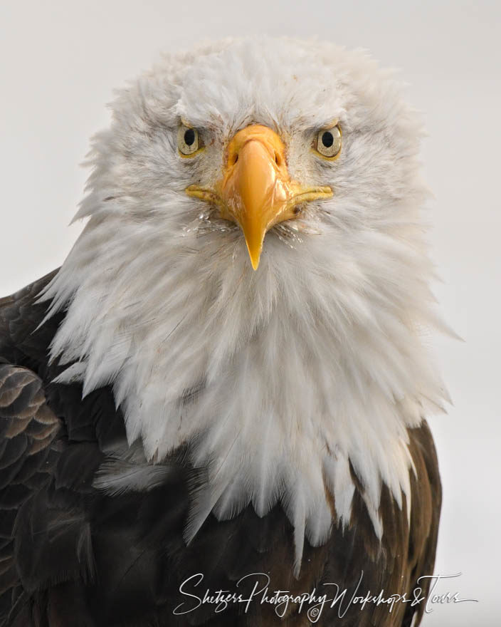 Iconic Bald Eagle Face