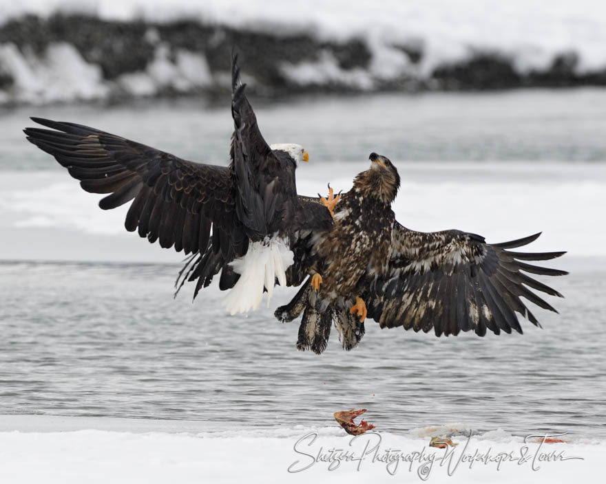 Incredible Bald Eagle Fight Action