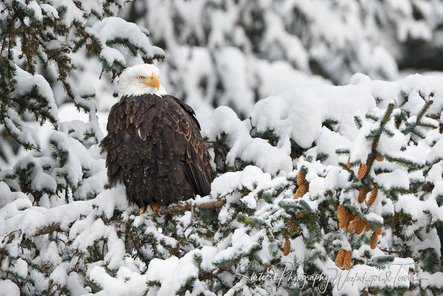 Lone Eagle Perched on Snowy Branch