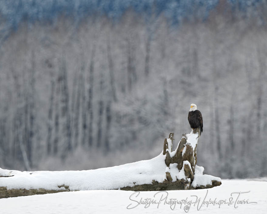 Lone Eagle on Snowy Stump
