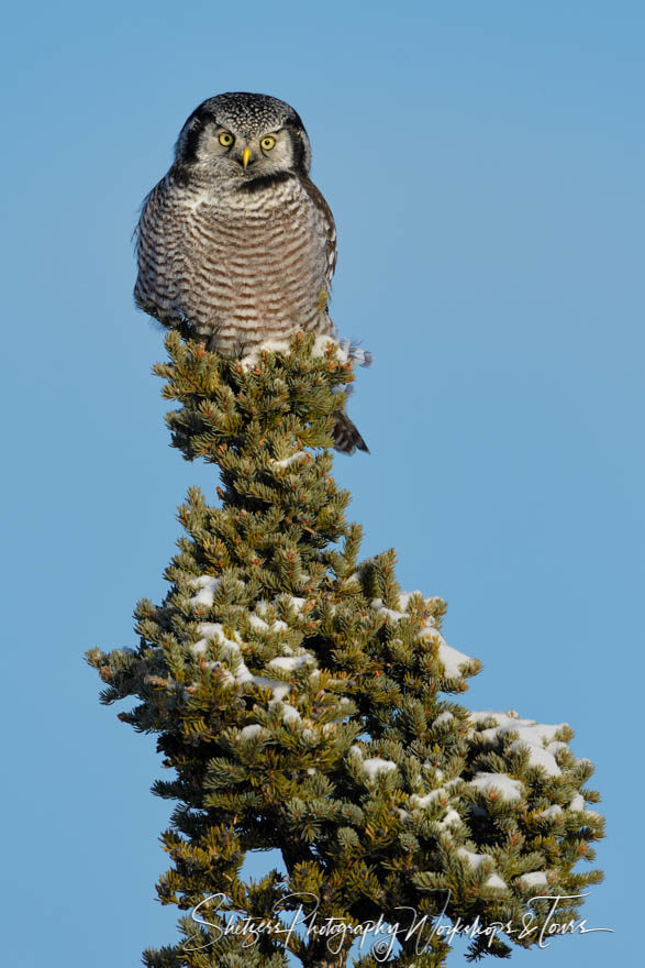 Northern Hawk Owl Photography