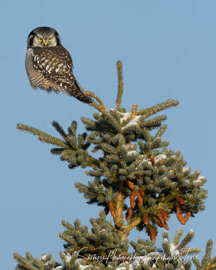Northern Hawk Owl on an Invisible Branch