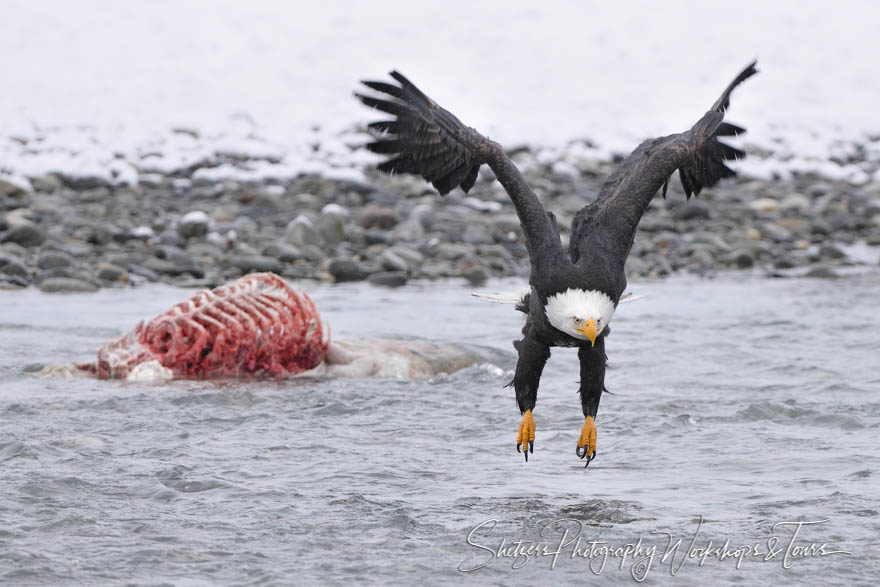 Raw Alaskan Wildlife