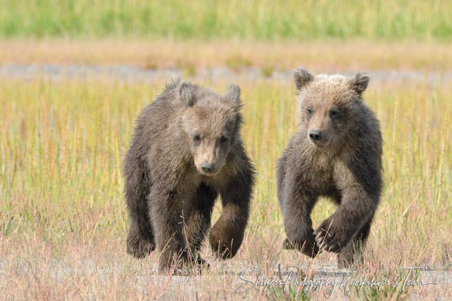 Running Bear Cubs