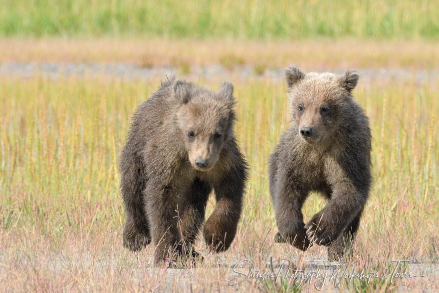 Running Bear Cubs 20160730 134105