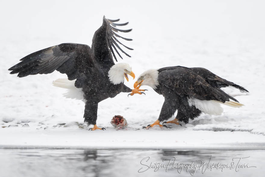 Screaming Eagle During Fight