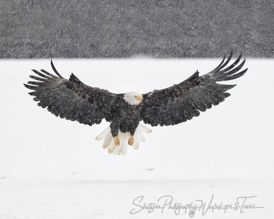Snowy Eagle Wings