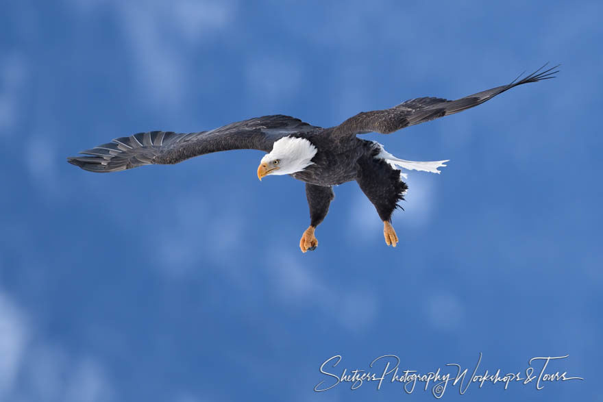 Soaring Eagle Coming in for Landing