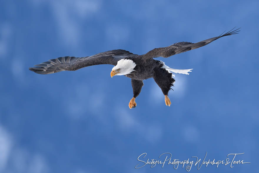 Soaring Eagle Coming in for Landing 20171122 095159