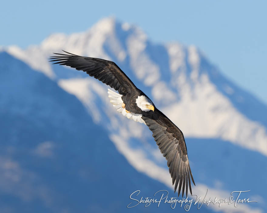 Soaring Eagle and Snowy Mountains