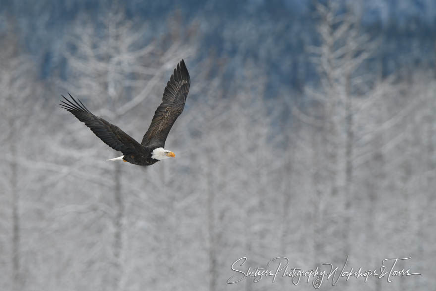 Soaring Eagle in Flight