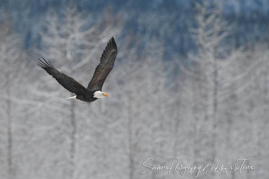 Soaring Eagle in Flight 20171111 094244