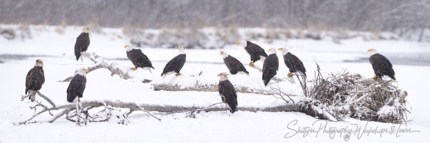 Sounds of Eagles on the River