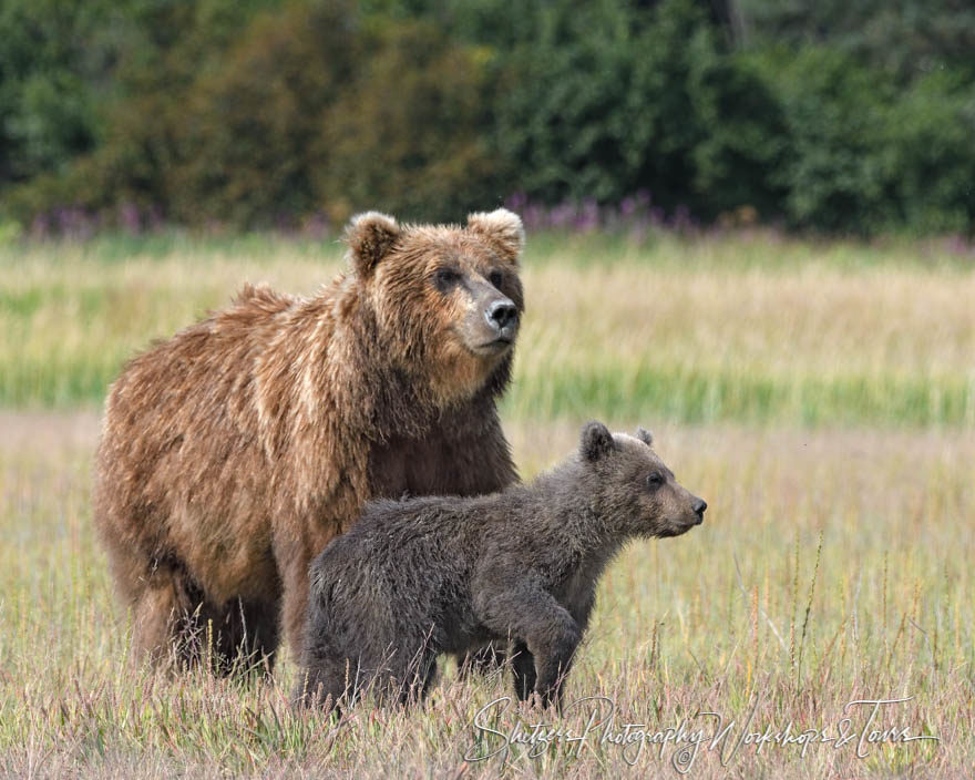 This Bear Family Sees Together