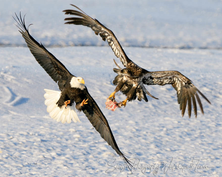 Two Eagles Fighting for Scraps