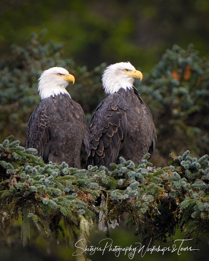 United Eagle Pair