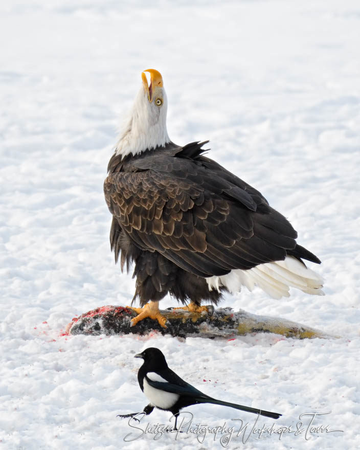 Victorious Screaming Eagle