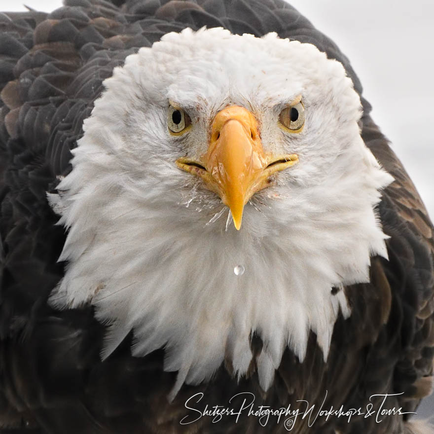 Watery Eagle Face 20171111 100516