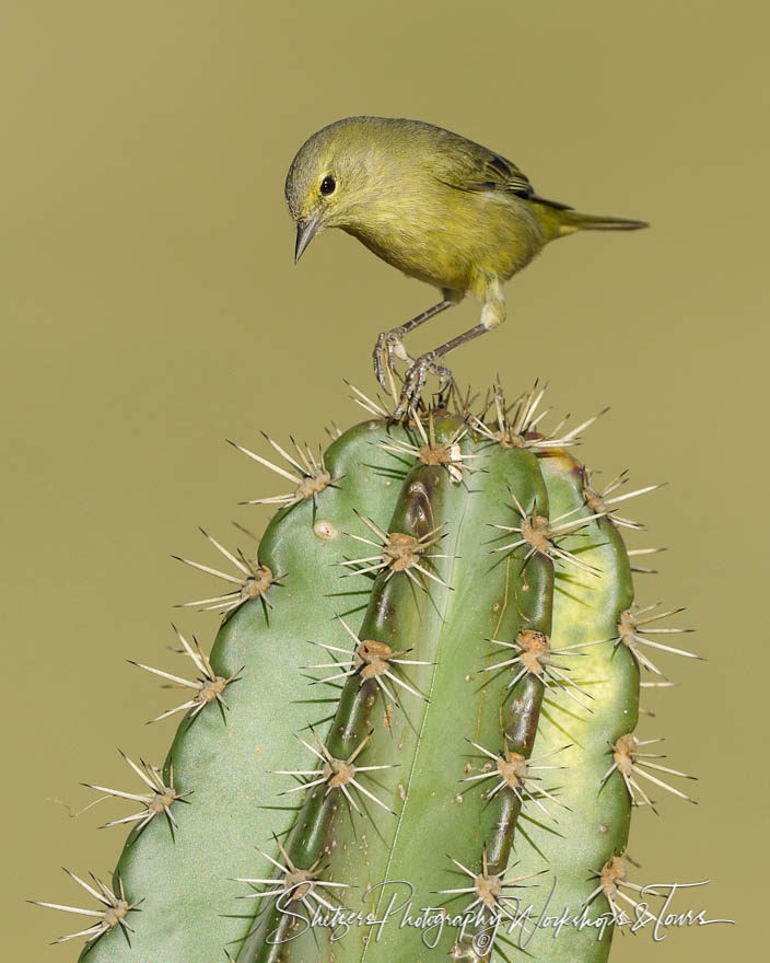 A Lesser Goldfinch on a prickly perch