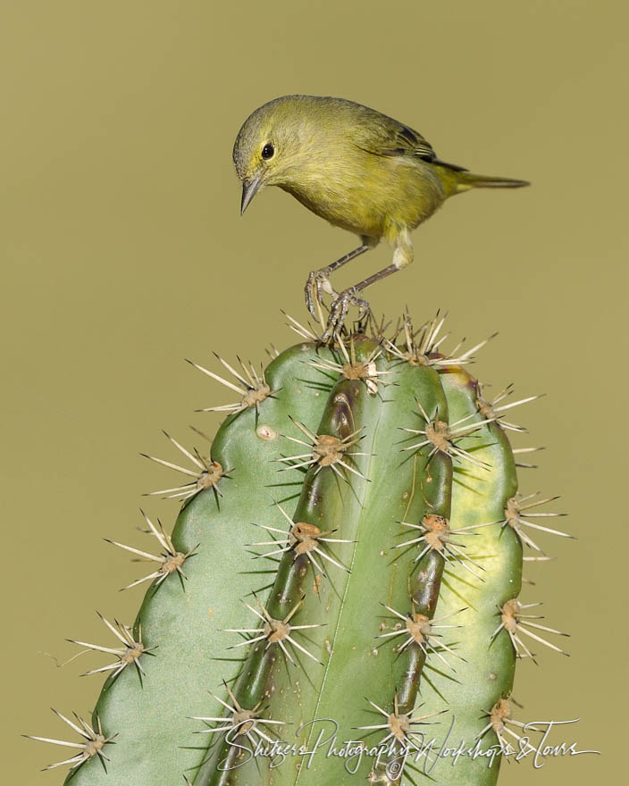 A Lesser Goldfinch on a prickly perch 20170130 183119