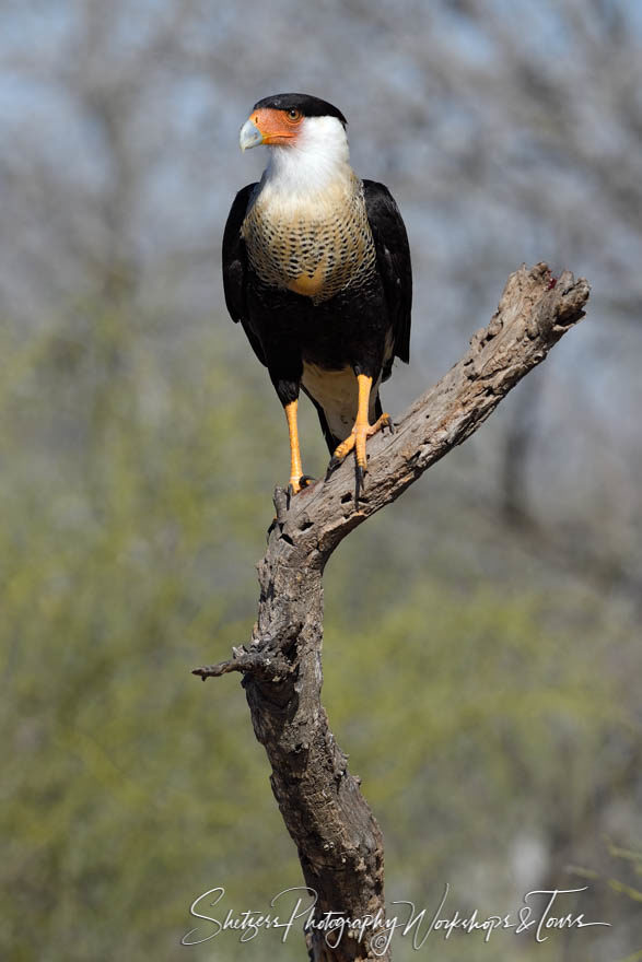 Adult Crested Caracara