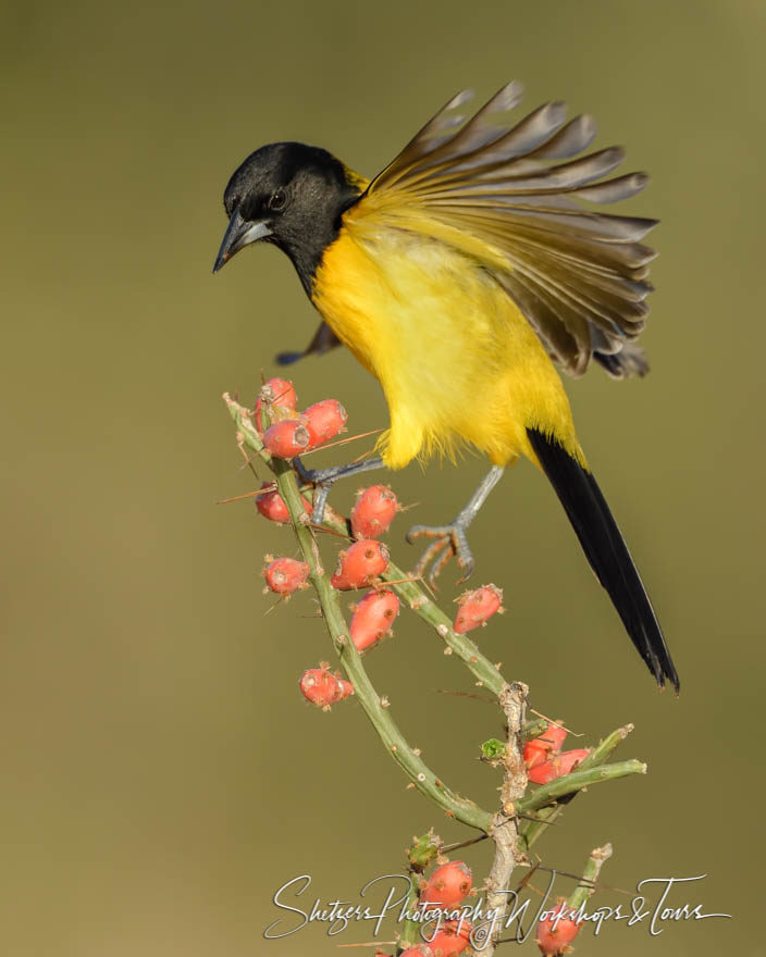 Audubons Oriole on perch