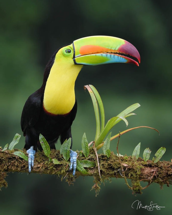 B Costa Rica Keel Billed Toucan