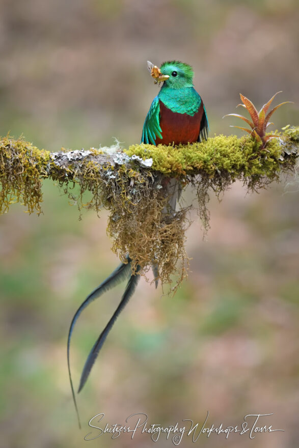 B Resplendent Quetzal Feeding Chick