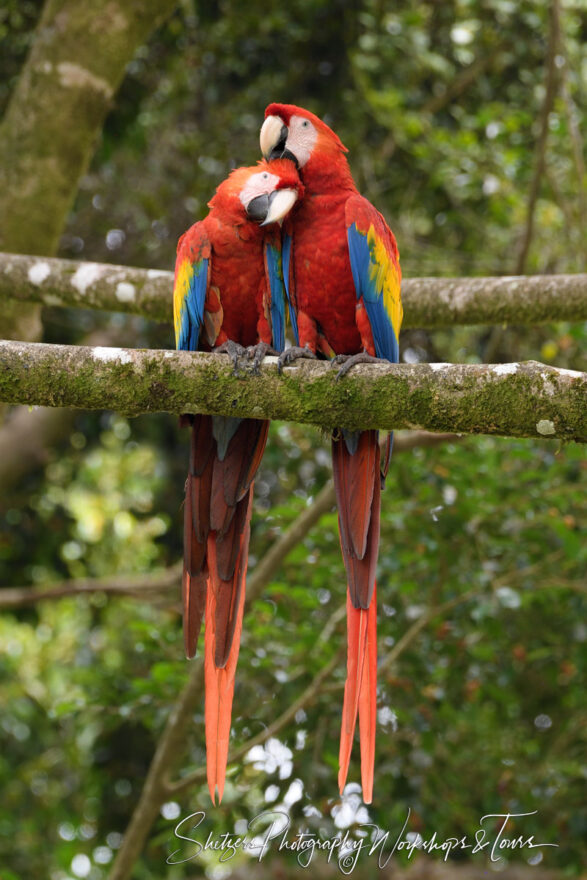 B Two Scarlet Macaws in Costa Rica