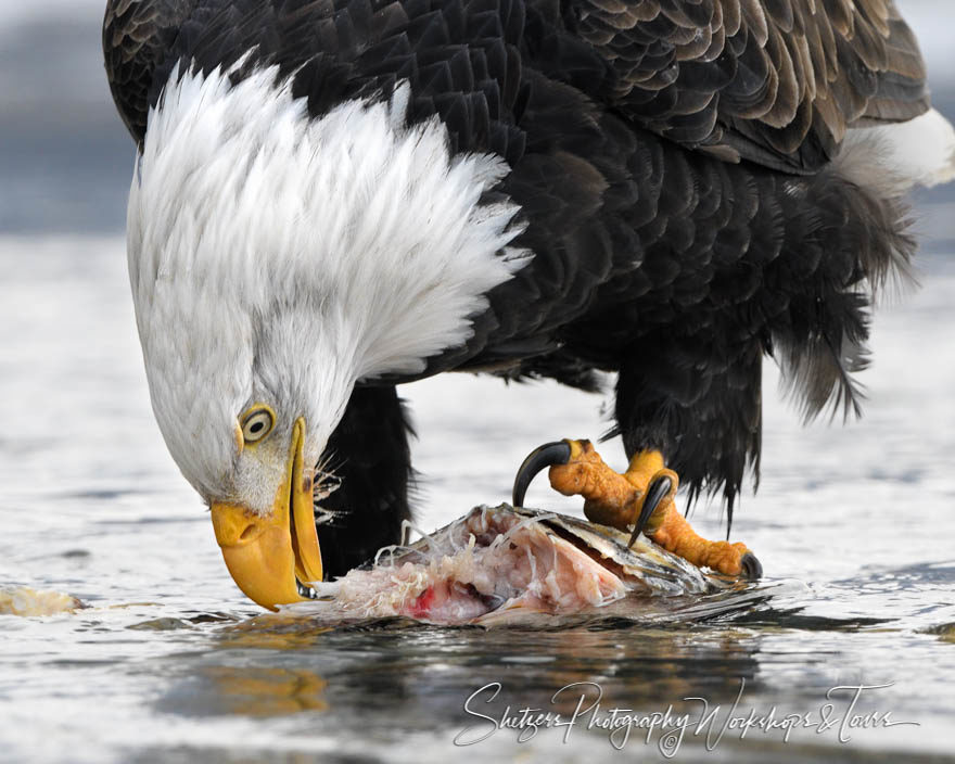 Bald Eagle Feeding Closeup