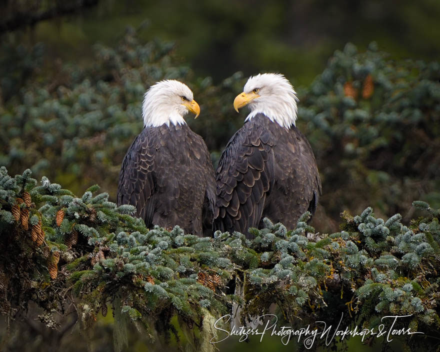 Bald Eagle Mated Pair in Evergreen Trees