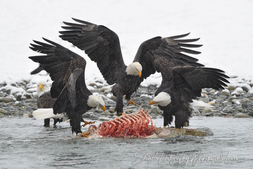 Bald Eagles and Brown Bear Carcass Feast