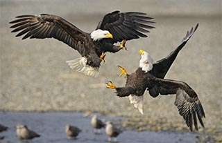 Bald Eagle Photo Workshop