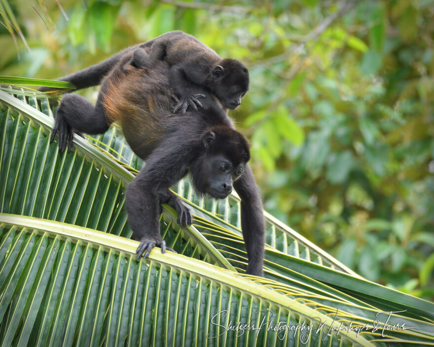 C Howler Monkey With Child on Back