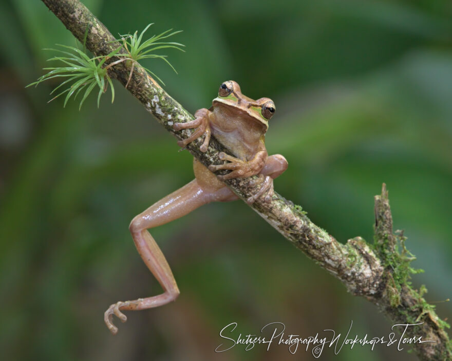 C Masked Tree Frog