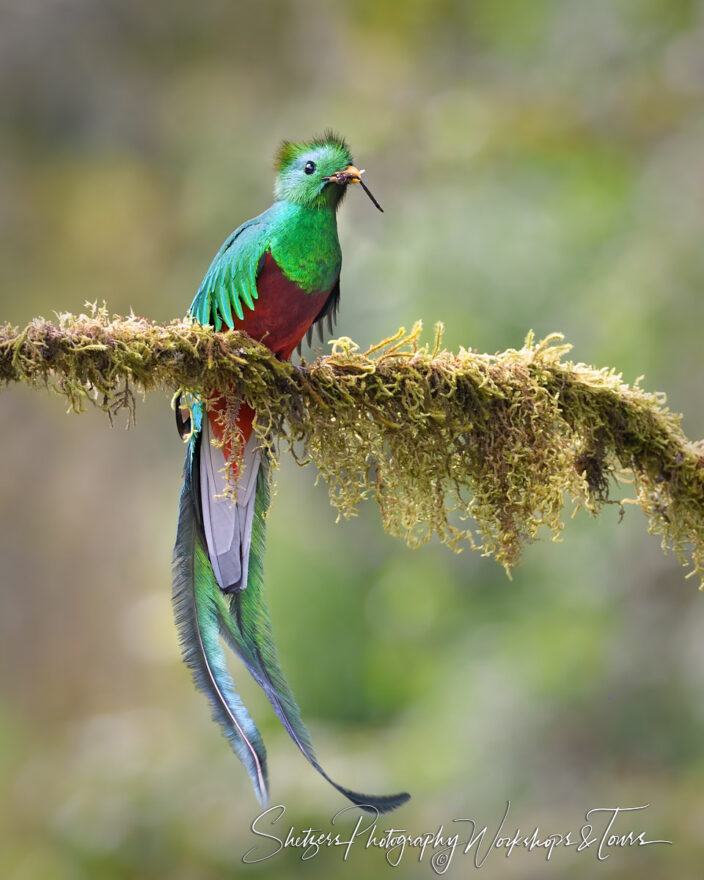 C Resplendent Quetzal Male with Food for Chicks
