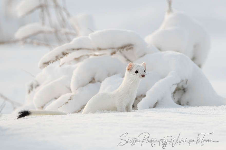 Can you spot the Ermine?