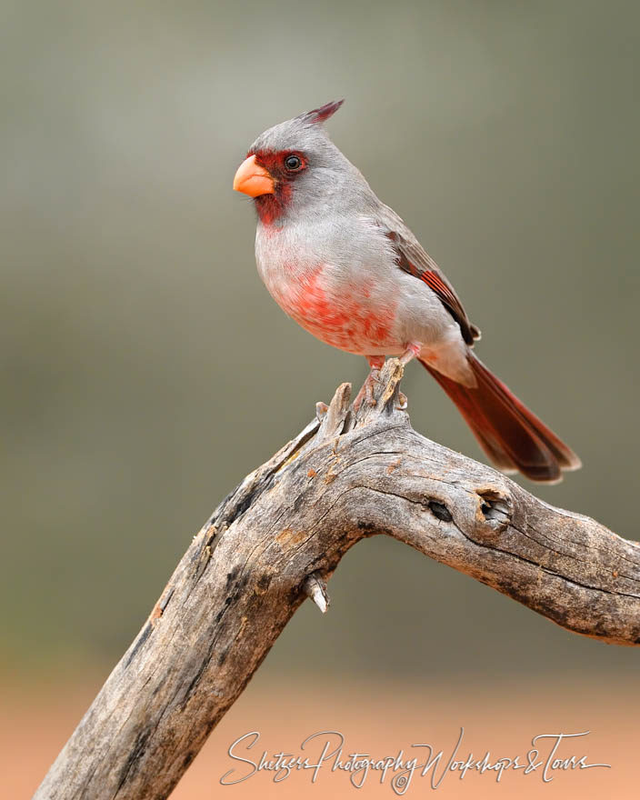 Colorful Pyrrhuloxia from South Texas