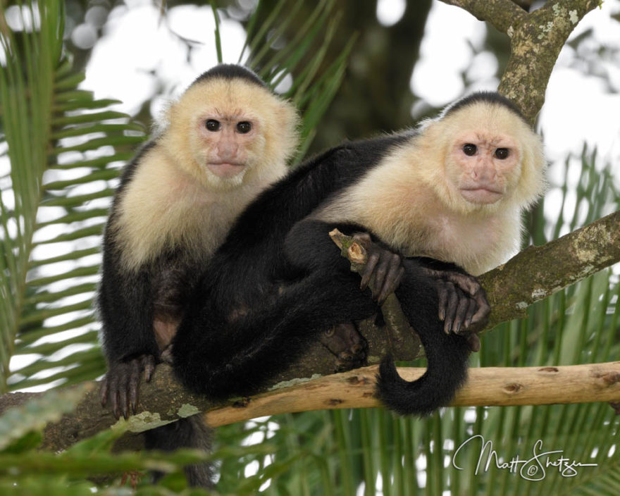 Costa Rica Tropical Lowlands Photo Workshop