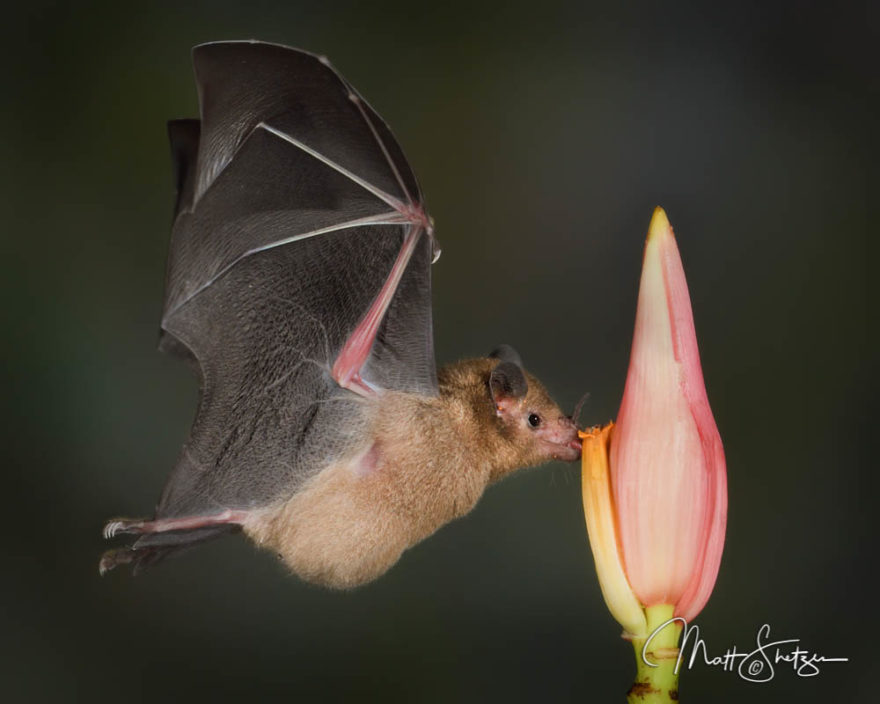 Costa Rica Tropical Lowlands Photo Workshop