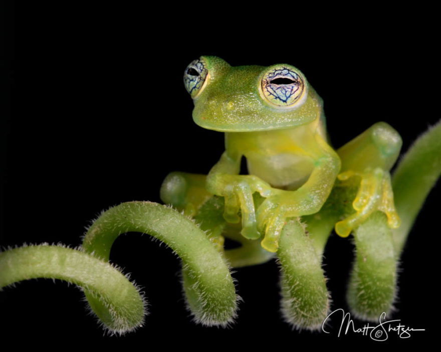 Costa Rica Tropical Lowlands Photo Workshop