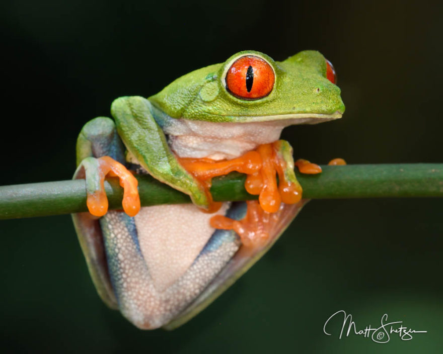 Costa Rica Tropical Lowlands Photo Workshop